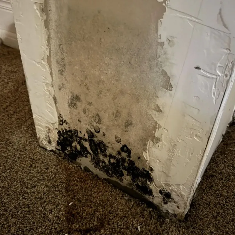 Professional Mold Removal in York, SC